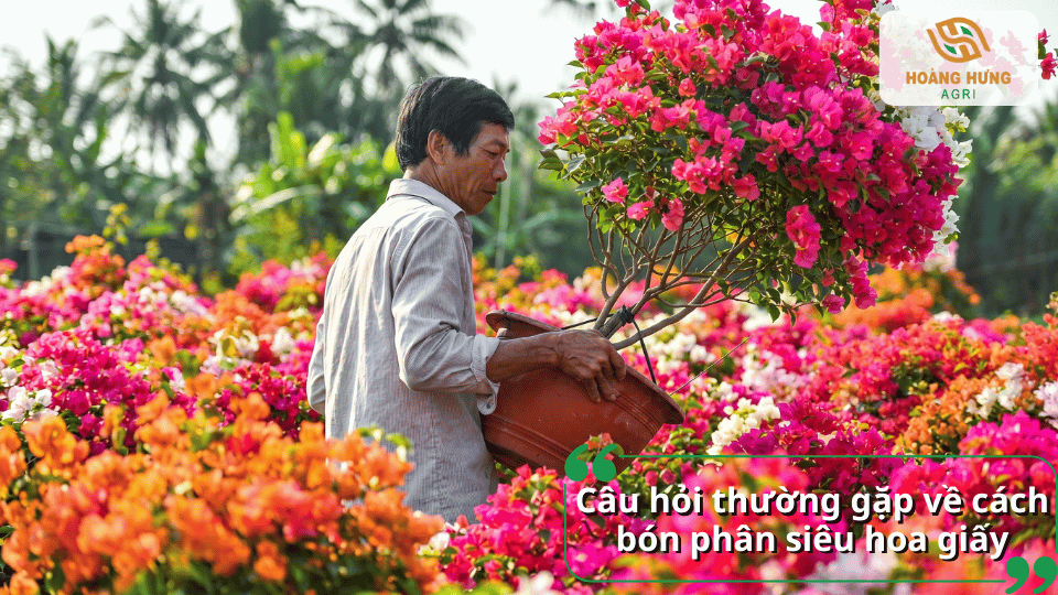 Câu hỏi thường gặp về cách bón phân siêu hoa giấy giúp cây ra hoa rực rỡ và lâu tàn.