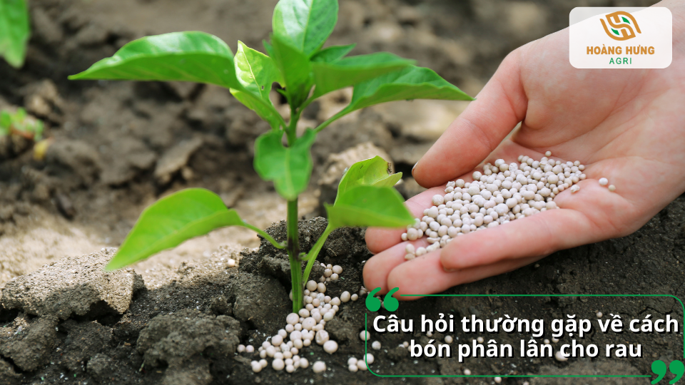 Câu hỏi thường gặp về cách bón phân lân cho rau giúp người trồng sử dụng phân bón hiệu quả.