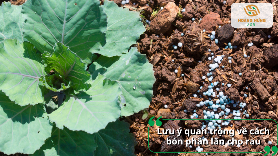 Lưu ý quan trọng khi bón phân lân cho rau giúp cây phát triển bộ rễ khỏe mạnh