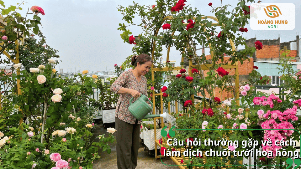 Giải đáp những câu hỏi thường gặp về cách làm và sử dụng dịch chuối tưới hoa hồng cho người làm vườn tại nhà.