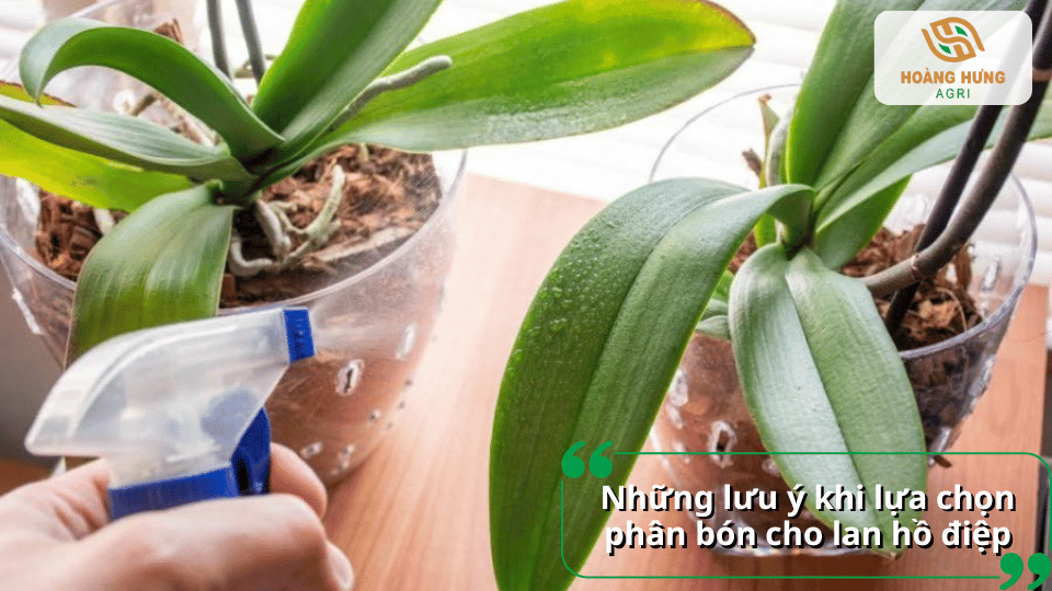 Những lưu ý quan trọng khi chọn phân bón cho lan hồ điệp giúp cây hấp thu dinh dưỡng tốt