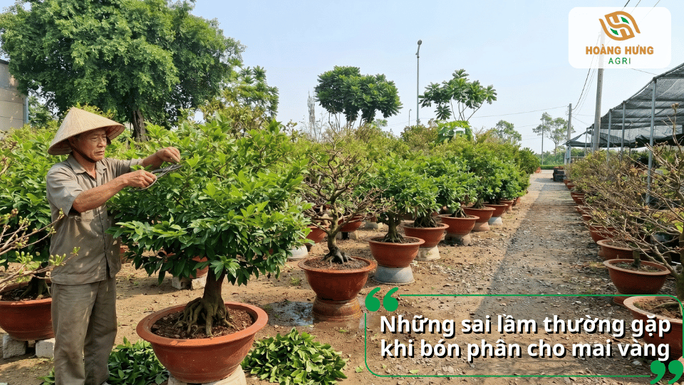 Những sai lầm phổ biến khi bón phân cho mai vàng như bón quá liều, sai thời điểm hoặc mất cân đối dinh dưỡng làm cây suy yếu.