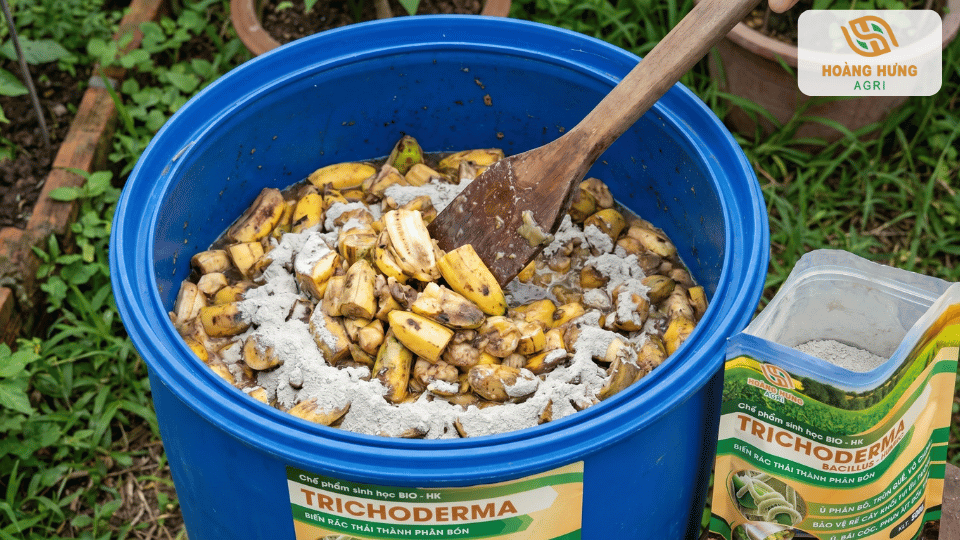 Trộn đều chuối cắt nhỏ với chế phẩm Trichoderma trong thùng ủ để tạo phân bón hữu cơ