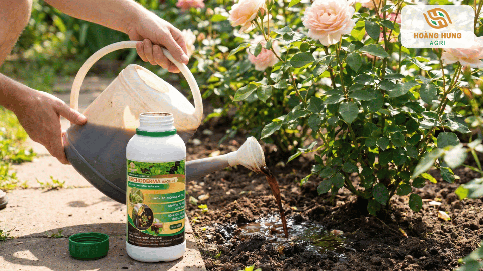 Pha chế phẩm Trichoderma với nước để tưới trực tiếp vào vùng rễ, giúp tăng hiệu quả