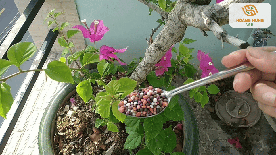 Bón phân NPK quanh gốc hoa giấy đang ra hoa nhằm cung cấp đạm, lân và kali giúp hoa nở rực rỡ