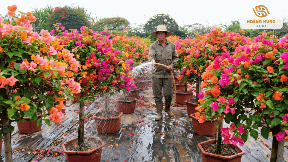 Người làm vườn tưới nước chăm sóc hàng chậu hoa giấy nở rực rỡ ngoài trời.