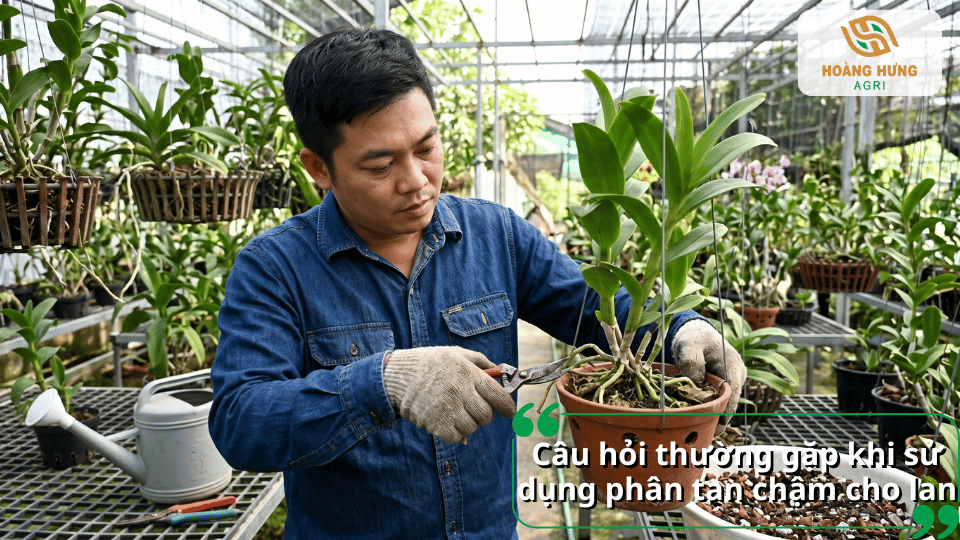 Giải đáp câu hỏi thường gặp về cách chọn và sử dụng phân tan chậm cho lan hiệu quả.