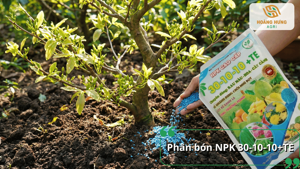 Bón phân NPK 30-10-10+TE giúp cây mai bổ sung dinh dưỡng, tăng khả năng ra chồi và phát triển tán lá.
