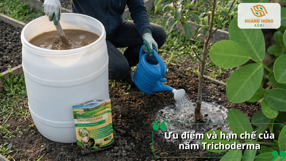 Sử dụng Trichoderma đúng kỹ thuật giúp phát huy hiệu quả sinh học và cải thiện chất lượng đất trồng.