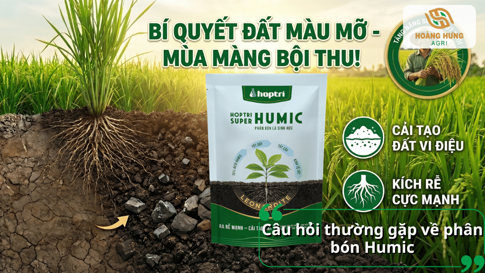Giải đáp các câu hỏi thường gặp về phân bón Humic, công dụng cải tạo đất và kích thích phát triển bộ rễ.