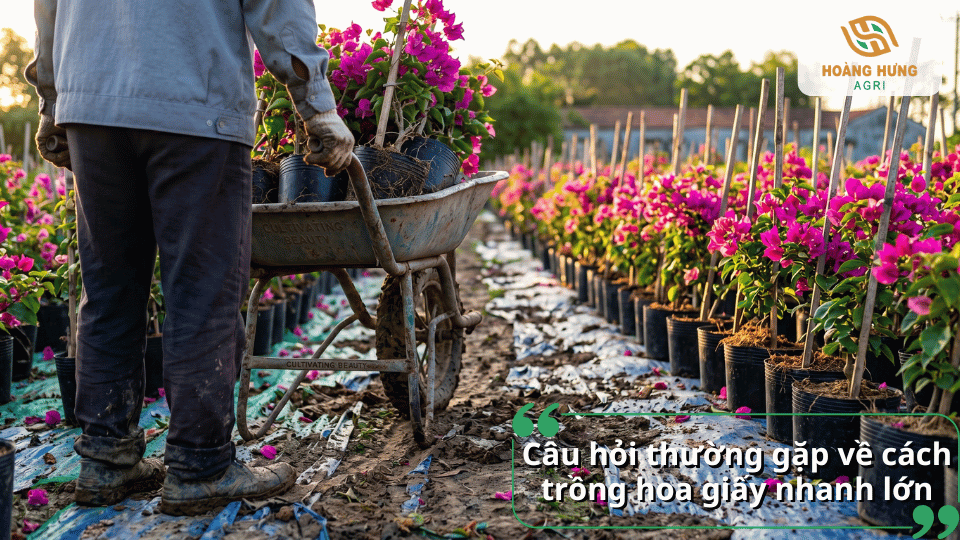 Giải đáp các câu hỏi thường gặp về kỹ thuật trồng hoa giấy nhanh lớn, chăm sóc và kích thích ra hoa hiệu quả.