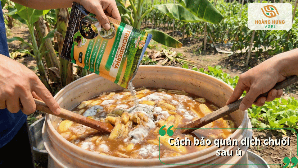 Bảo quản dịch chuối sau khi lên men đúng cách giúp duy trì chất lượng và kéo dài thời gian sử dụng.