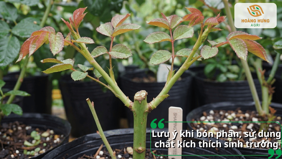 Áp dụng đúng liều lượng phân bón và chất kích thích sinh trưởng giúp cây hoa hồng bật mầm an toàn, hiệu quả.