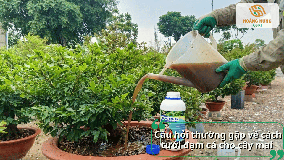 Giải đáp các câu hỏi thường gặp về cách tưới đạm cá cho cây mai vàng đúng kỹ thuật.