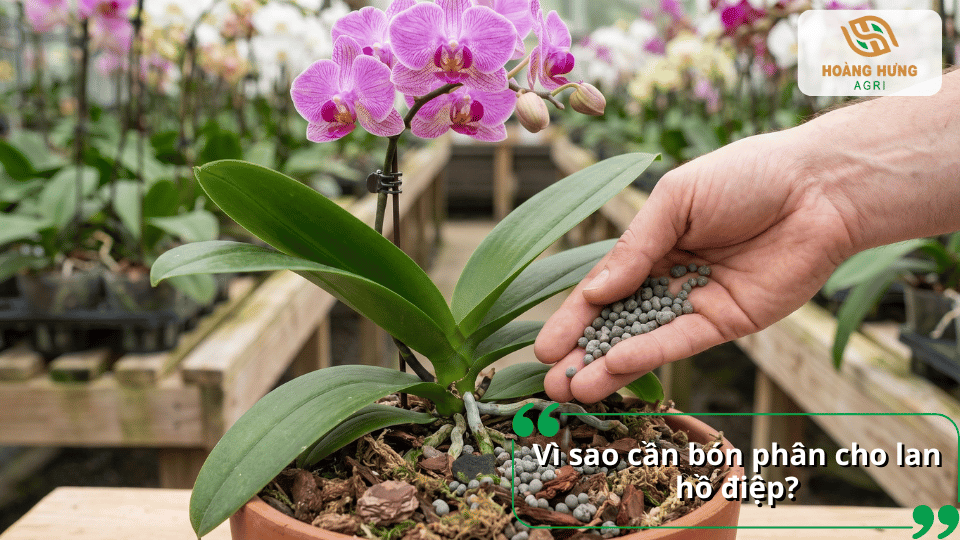 Bón phân đúng cách giúp lan hồ điệp bổ sung dinh dưỡng, phát triển bộ rễ khỏe, lá xanh và cho hoa đẹp, lâu tàn.