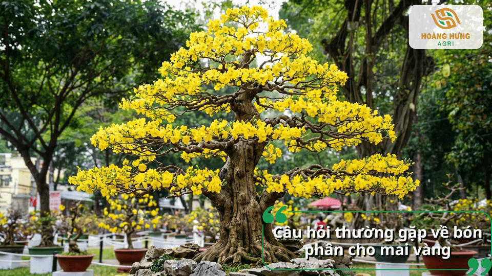 iải đáp những câu hỏi thường gặp về bón phân cho mai vàng như thời điểm bón, loại phân phù hợp và cách chăm sóc để hoa nở đúng Tết.