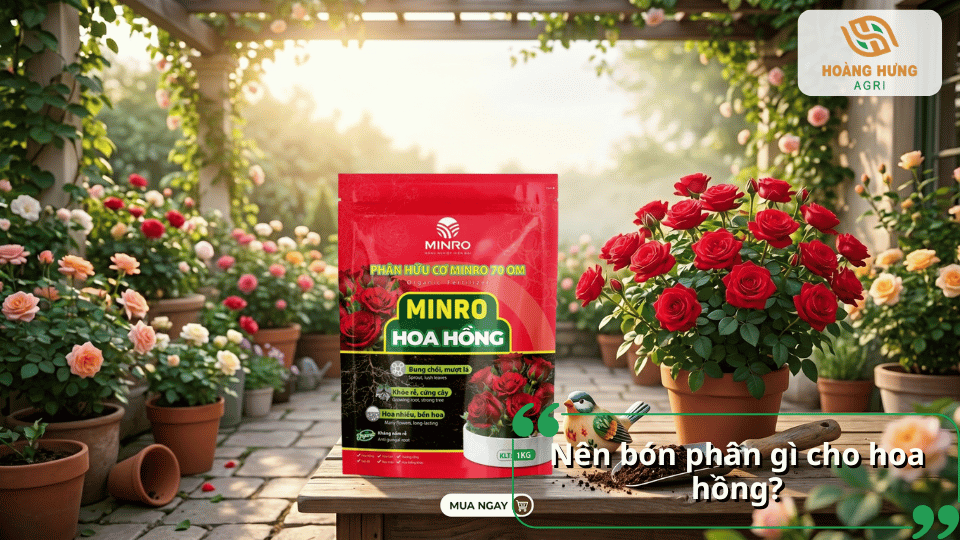 Lựa chọn phân bón phù hợp cho hoa hồng giúp cây khỏe mạnh, lá xanh, nhiều nụ, hoa to và nở bền đẹp quanh năm.