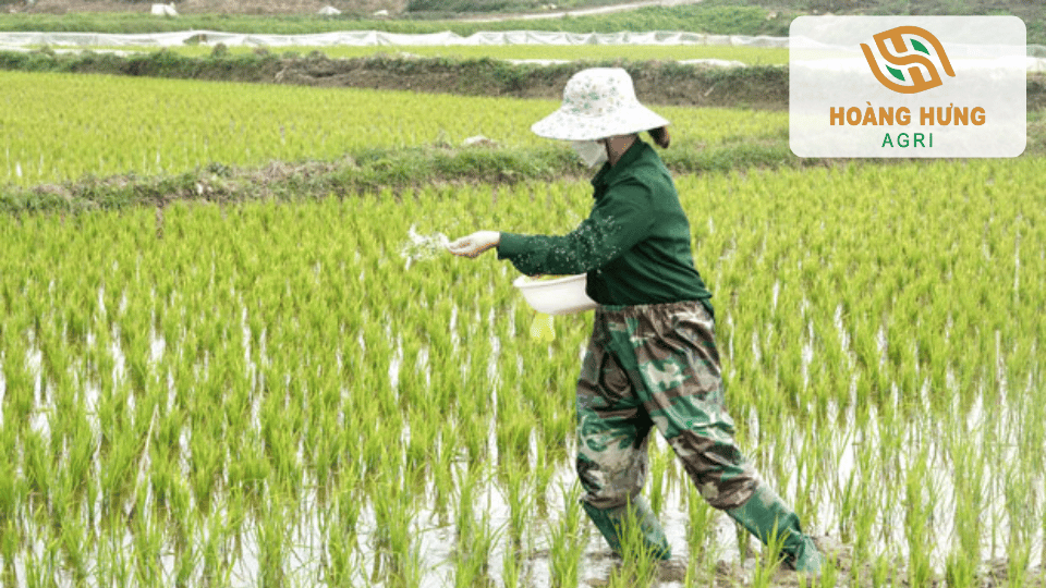 Nông dân rải phân trên ruộng lúa non để bổ sung dưỡng chất và hỗ trợ cây phát triển đồng đều.