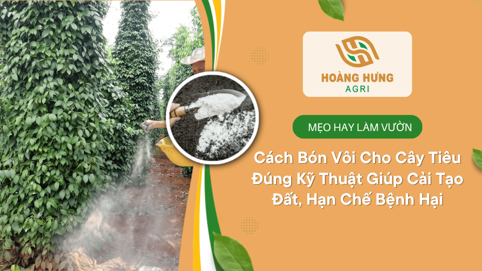 Cách bón vôi cho cây tiêu đúng kỹ thuật giúp cải tạo đất và hạn chế bệnh hại