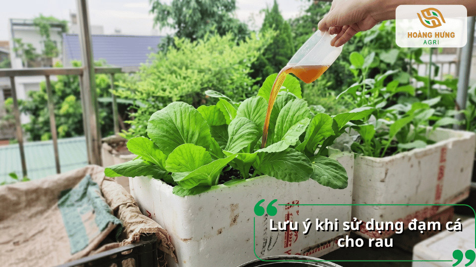 Những lưu ý khi sử dụng đạm cá cho rau giúp hạn chế thừa dinh dưỡng và bảo vệ bộ rễ.