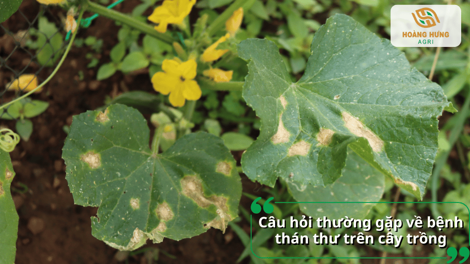 Giải đáp những câu hỏi thường gặp về bệnh thán thư trên cây trồng, nguyên nhân, dấu hiệu nhận biết, cách phòng ngừa và biện pháp xử lý hiệu quả.
