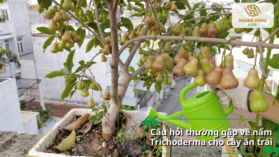 Câu hỏi thường gặp về nấm Trichoderma cho cây ăn trái