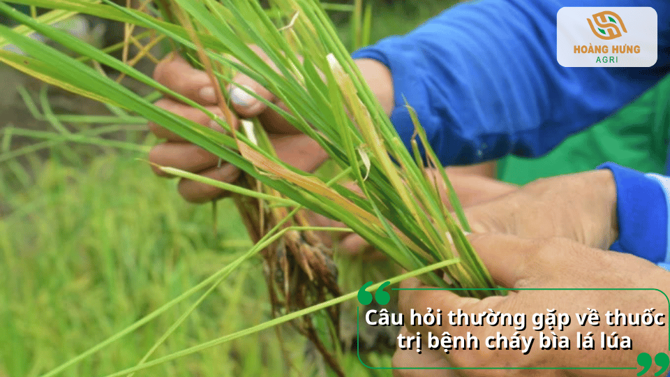 Giải đáp các câu hỏi thường gặp về thuốc trị bệnh cháy bìa lá lúa và cách sử dụng hiệu quả.