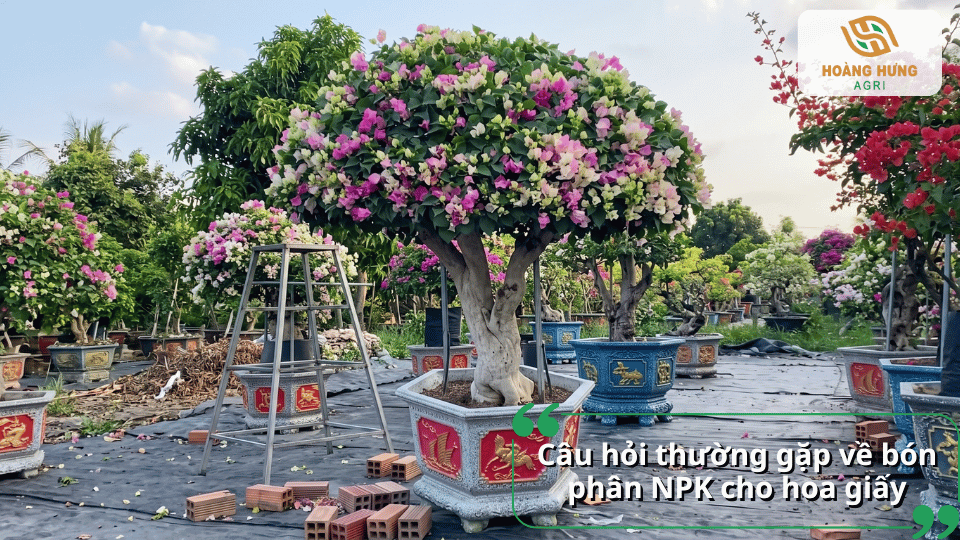 Giải đáp câu hỏi thường gặp về bón phân NPK cho hoa giấy giúp cây sai hoa, bền màu và phát triển tốt.