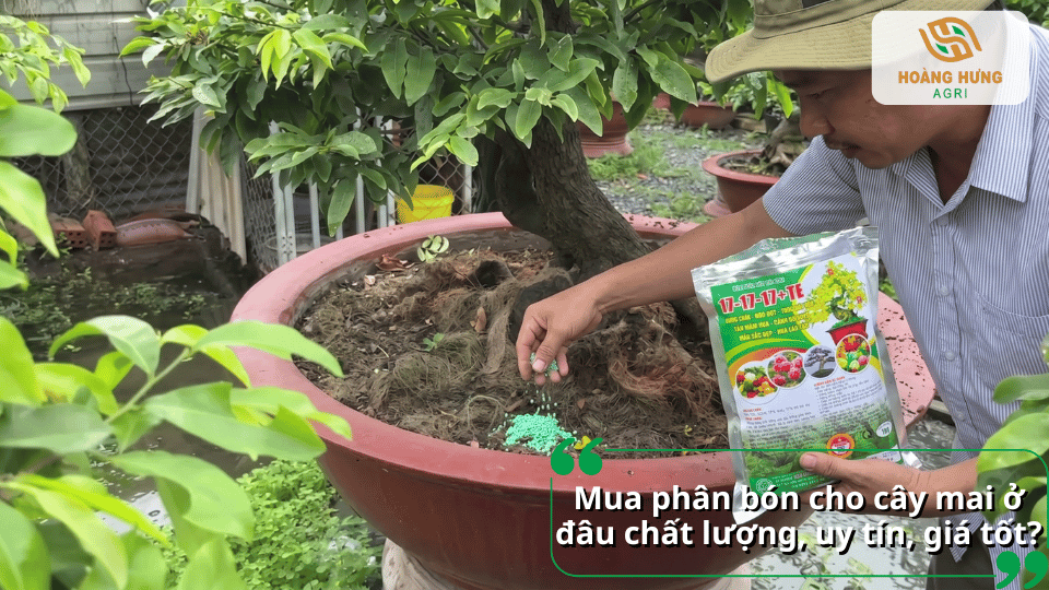 Địa chỉ mua phân bón cho cây mai chất lượng, uy tín với nhiều dòng phân hữu cơ, NPK và phân tan chậm phù hợp cho mai vàng.