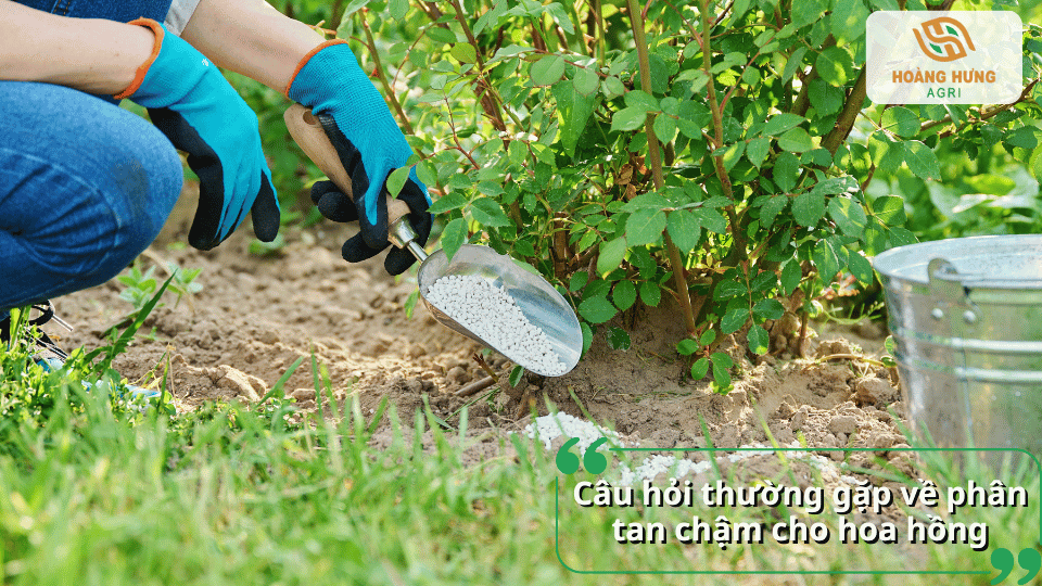 Giải đáp câu hỏi thường gặp về phân tan chậm cho hoa hồng
