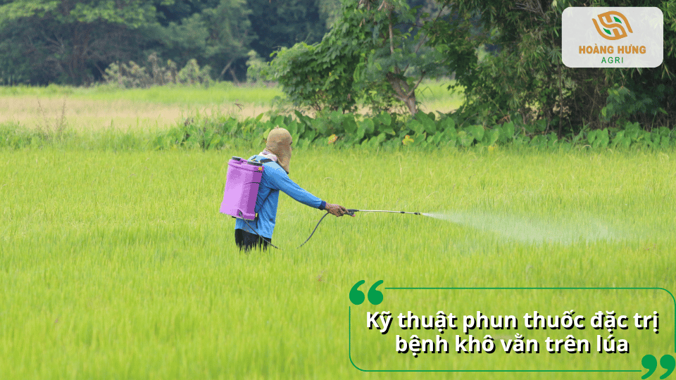 Phun thuốc đặc trị bệnh khô vằn trên lúa đúng kỹ thuật để nâng cao hiệu quả phòng trừ.