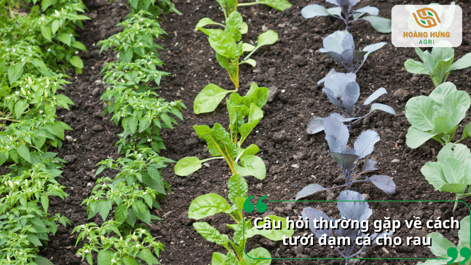 Giải đáp câu hỏi thường gặp về cách tưới đạm cá cho rau đúng kỹ thuật và đạt hiệu quả cao.