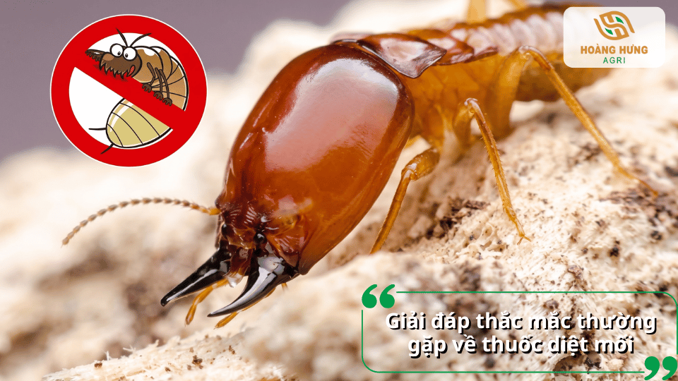 Giải đáp câu hỏi thường gặp về thuốc diệt mối và cách sử dụng