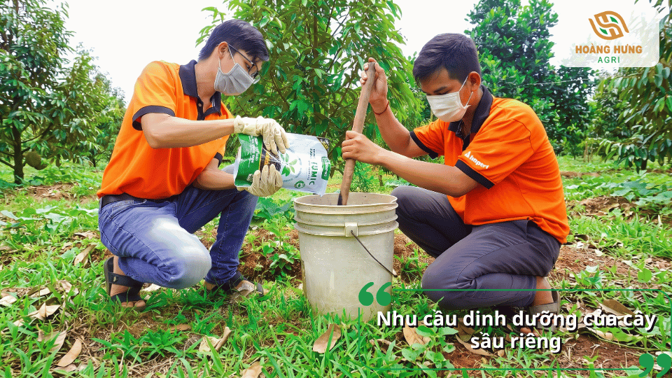 Nhu cầu dinh dưỡng của cây sầu riêng theo từng giai đoạn phát triển