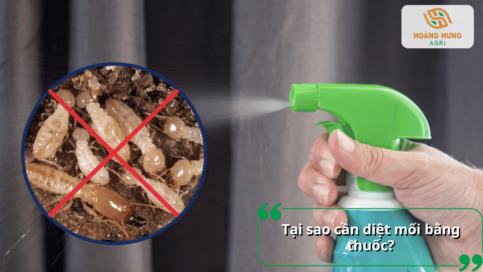 Phun thuốc diệt mối giúp tiêu diệt mối tận gốc hiệu quả