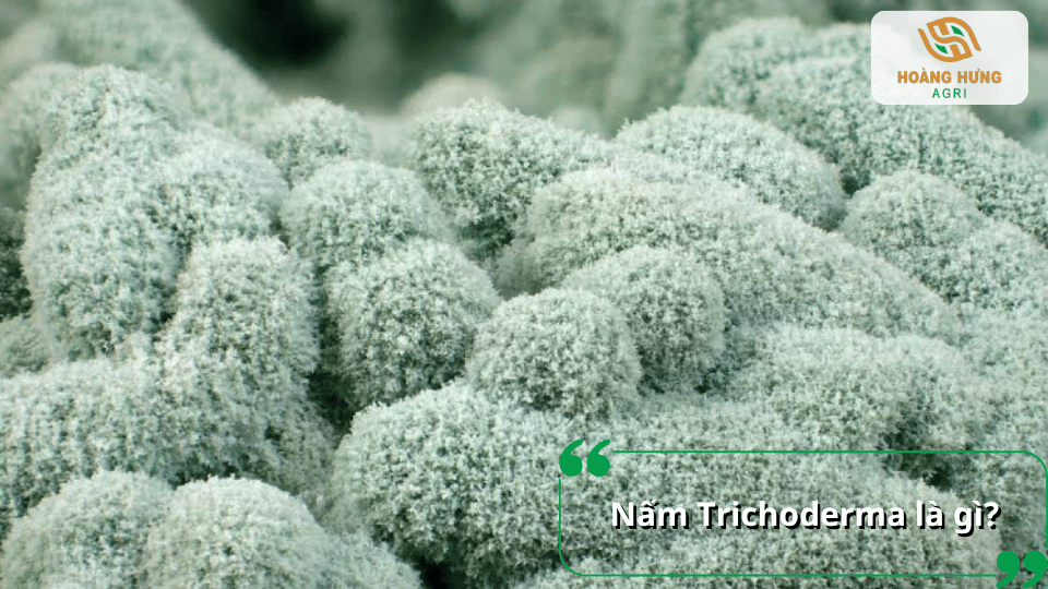 Nấm Trichoderma giúp cải tạo đất và bảo vệ bộ rễ cây trồng