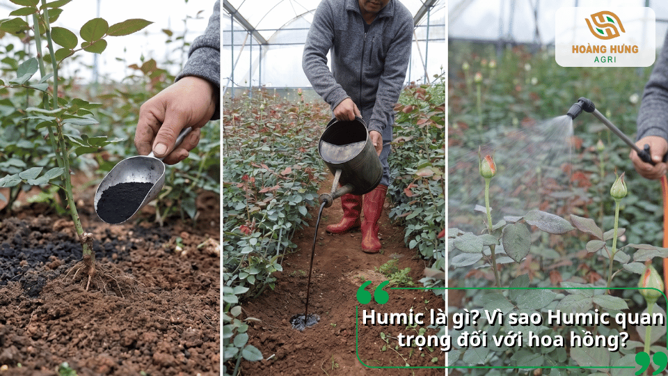Humic cho hoa hồng giúp cải tạo đất, phát triển bộ rễ và tăng khả năng hấp thu dinh dưỡng của cây.