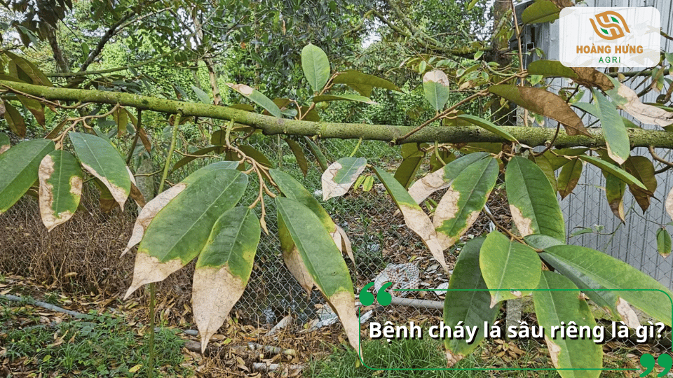 Bệnh cháy lá sầu riêng là hiện tượng lá bị cháy mép, khô đầu lá và giảm khả năng quang hợp của cây.