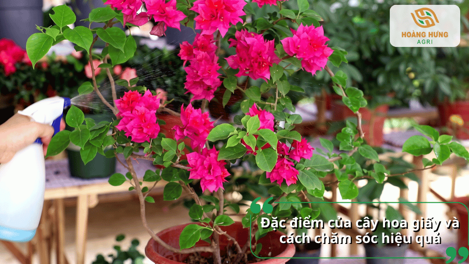 Đặc điểm cây hoa giấy và cách chăm sóc giúp cây sinh trưởng khỏe mạnh, ra nhiều hoa đẹp.