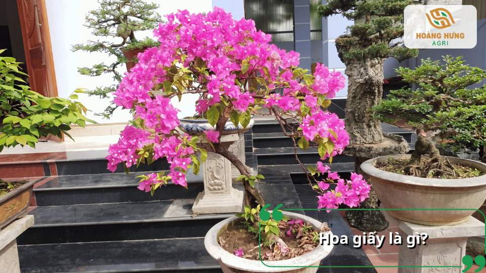 Hoa giấy là gì? Đặc điểm và vẻ đẹp của cây hoa giấy trồng chậu trang trí sân vườn.