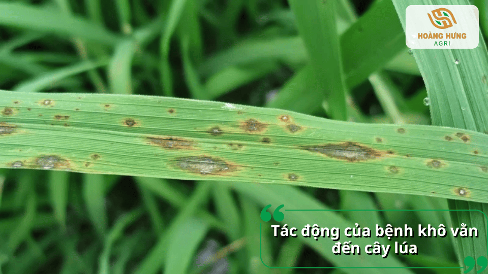 Bệnh khô vằn trên lúa làm xuất hiện vết nâu trên lá, ảnh hưởng đến sinh trưởng cây.