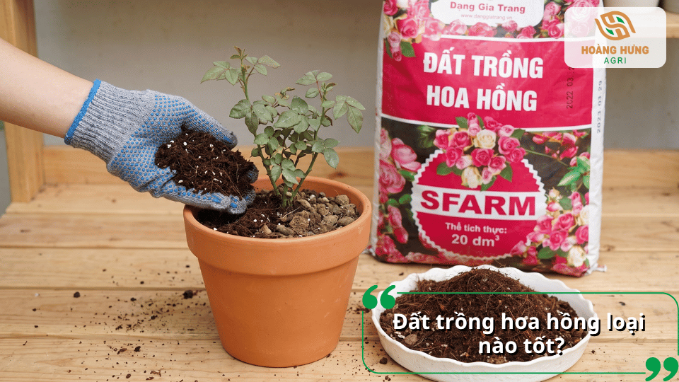 Các yếu tố quyết định chất lượng đất trồng hoa hồng giúp cây sinh trưởng và ra hoa tốt.