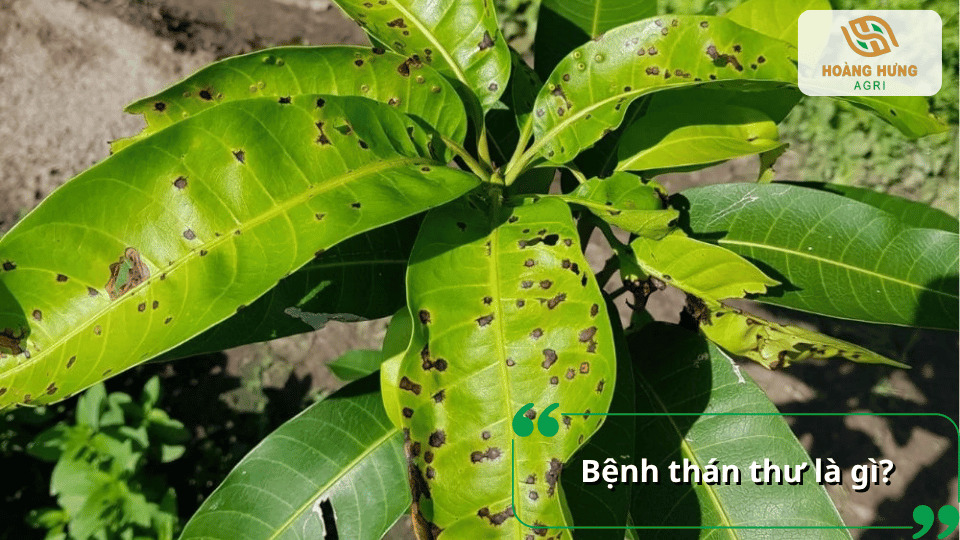 Bệnh thán thư là bệnh do nấm gây ra trên nhiều loại cây trồng, tạo các vết đốm nâu đen
