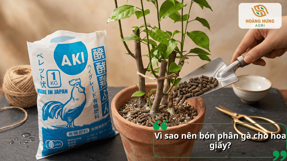 Vì sao nên bón phân gà cho hoa giấy để cây khỏe và ra nhiều hoa.