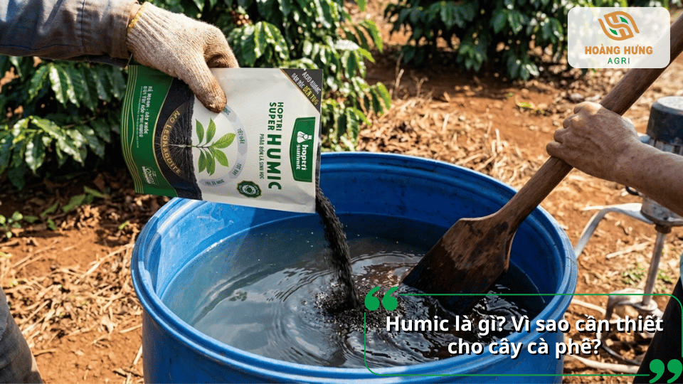 Humic là gì và vì sao cần thiết cho cây cà phê.