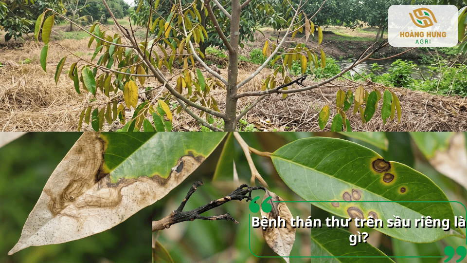 Bệnh thán thư trên sầu riêng là gì? Hình ảnh nhận biết triệu chứng trên lá và cành.
