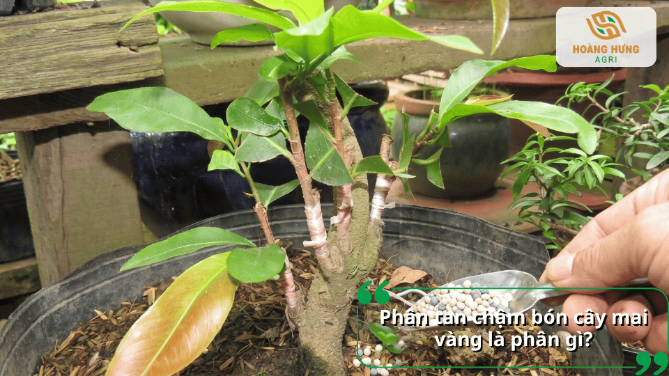 Phân tan chậm bón cây mai vàng là loại phân giải phóng dinh dưỡng từ từ, giúp cây hấp thu hiệu quả và hạn chế thất thoát phân bón.