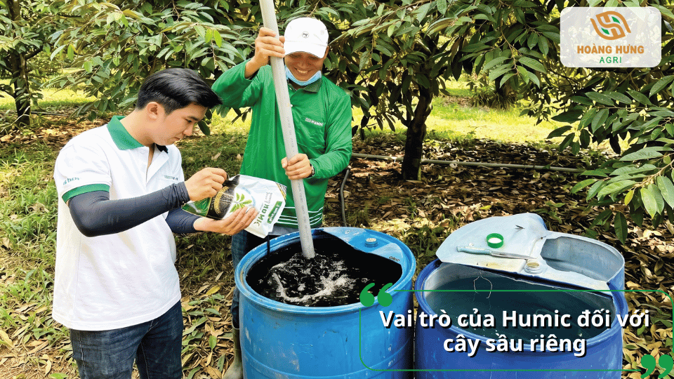 Vai trò của Humic giúp cây sầu riêng phát triển bộ rễ và hấp thu dinh dưỡng