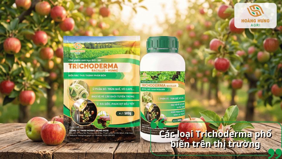Các loại chế phẩm Trichoderma Bacillus Humic phổ biến trên thị trường