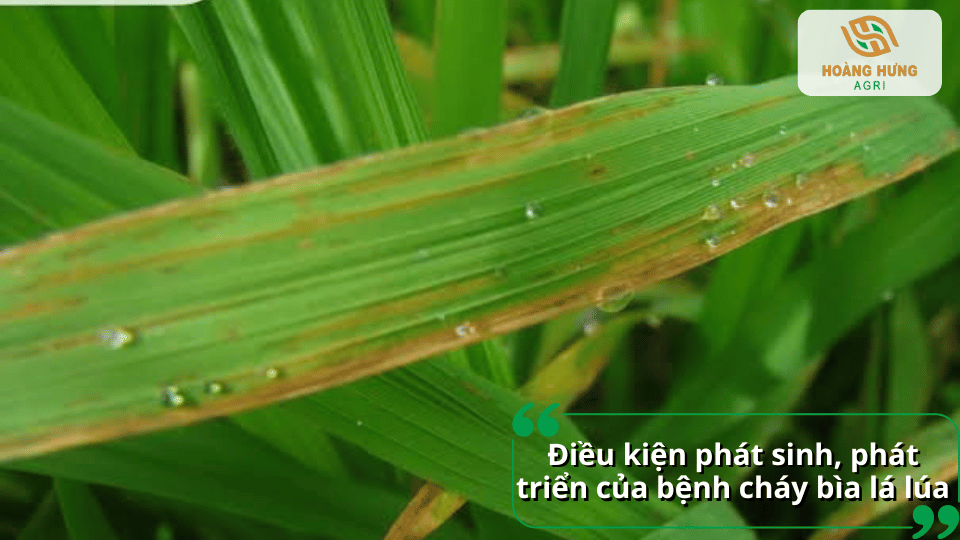 Điều kiện phát sinh và phát triển của bệnh cháy bìa lá lúa trong môi trường nóng ẩm.